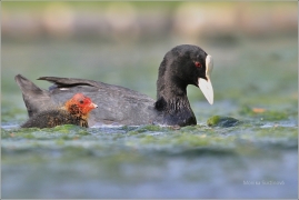 <p>LYSKA ČERNÁ (Fulica atra) /Eurasian coot - Blässhunh/</p>